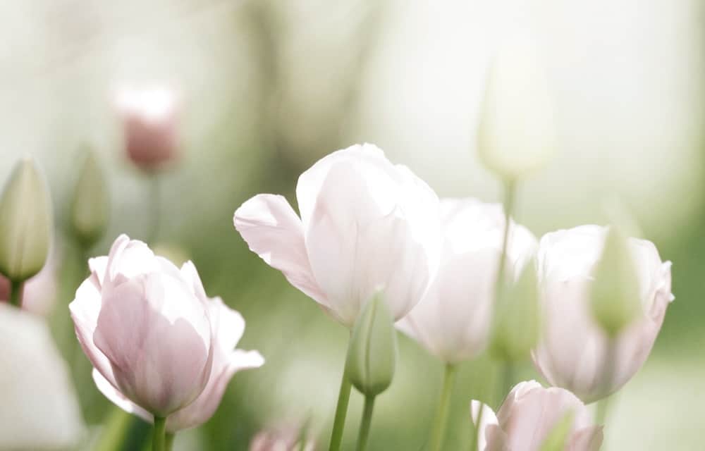 Shirley Anne Hall, Grantham – Obituary — Grantham news photo