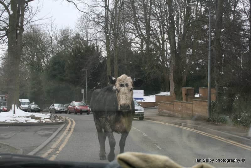 Grantham cow shooting 2013: what happened — Grantham news photo