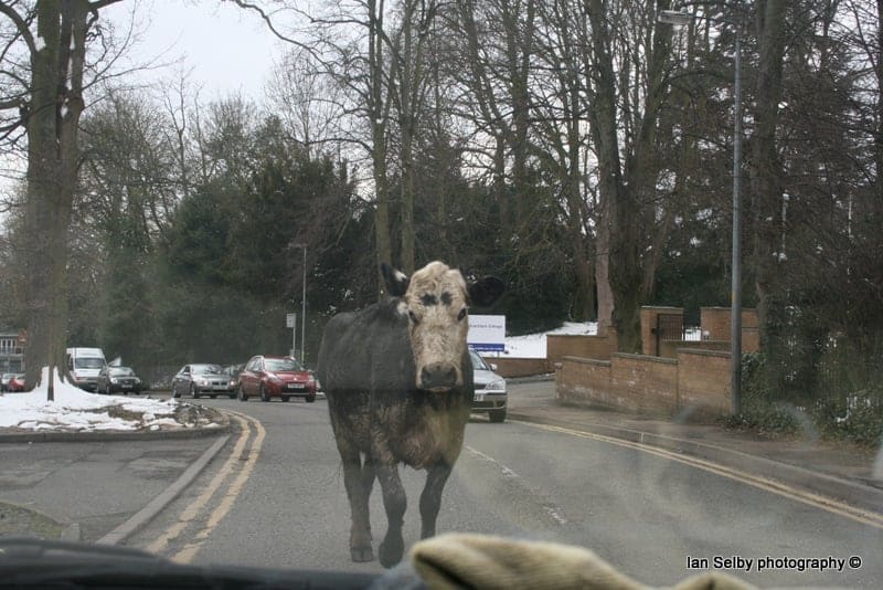 Grantham cow shooting 2013: what happened — Grantham news photo (Grantham Matters)
