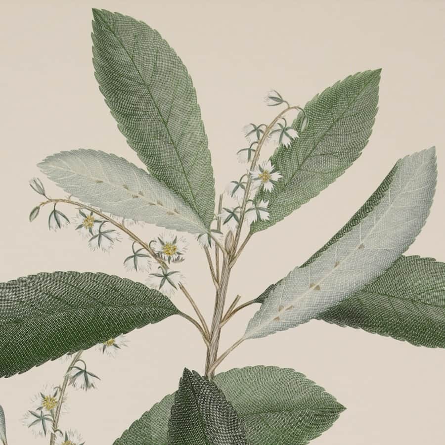 Discover the Botanical World of Sir Joseph Banks at Grantham Museum — Grantham news photo