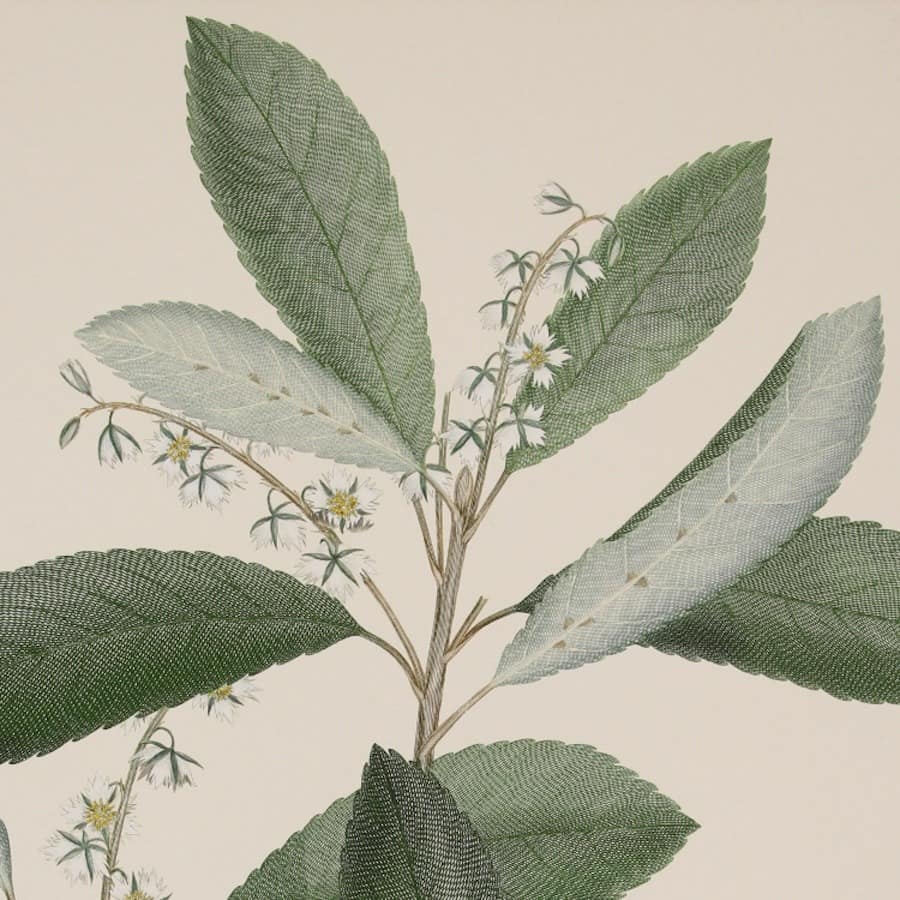 Discover the Botanical World of Sir Joseph Banks at Grantham Museum — Grantham news photo